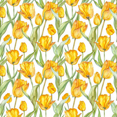 watercolor illustrations of yellow tulips on white background, seamless watercolor pattern