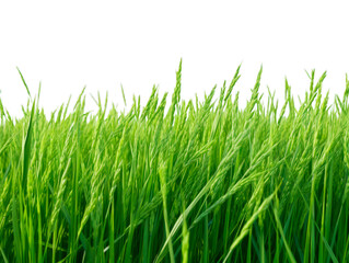 Rice Field isolated on transparent png background. Generative ai