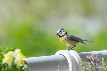 Blue tit (cyanisies caeruleus) with caterpillar in its beak for its chicks. Portrait of Eurasian Blue Tit perched on the balcony. Biodiversity concept in the city.