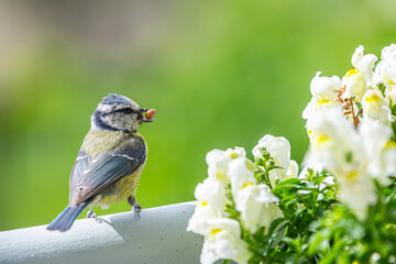 Blue tit (cyanisies caeruleus) with caterpillar in its beak for its chicks. Portrait of Eurasian Blue Tit perched on the balcony. Biodiversity concept in the city.
