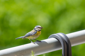 Blue tit (cyanisies caeruleus) with caterpillar in its beak for its chicks. Portrait of Eurasian Blue Tit perched on the balcony. Biodiversity concept in the city.