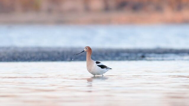 American Avocet (Recurvirostra americana) bird foraging in the shallows of a lake in Eastern Washington state. Captured at 60 frames per second.