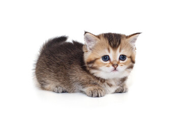 Fototapeta premium Small, playful Scottish kitten with short legs