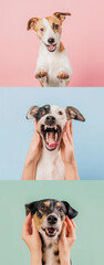 Cachorros fofos e divertidos - wallpaper HD 