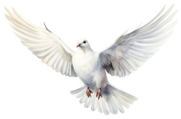 Obraz premium PNG Animal pigeon bird wildlife.