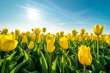 A wide-angle view of a vast field filled with vibrant yellow tulips under a clear blue sky, illuminated by the sun