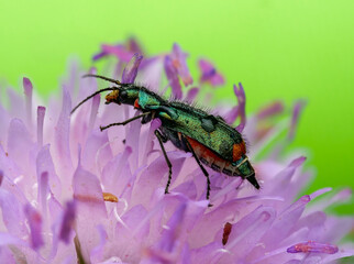 Zweifleckiger Zipfelkäfer (Malachius bipustulatus) weiblich