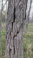 Rugged Bark Close-Up