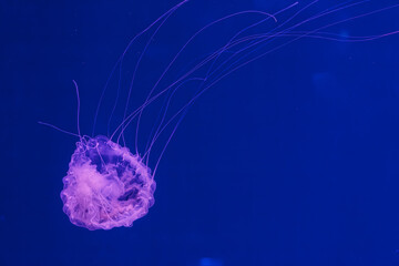 underwater photos of jellyfish chrysaora quinquecirrha jellyfish the atlantic sea nettle