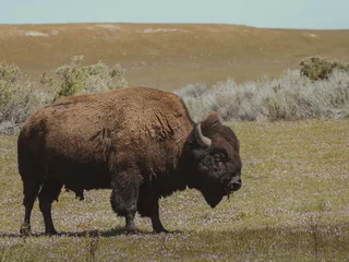 Printed roller blinds american buffalo in a field