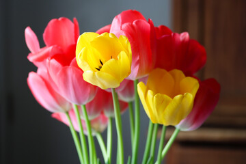 Close-up of bright pink and yellow tulips against a soft background. Vivid colors of spring...