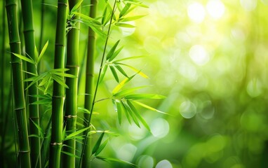 Lush green bamboo stalks standing tall in soft light.