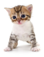 Obraz premium Kitten on white background.