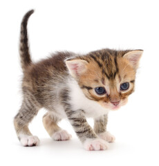 Obraz premium Kitten on white background.
