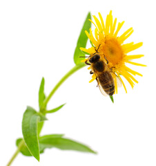 Honeybee and yellow flower