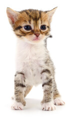 Kitten on white background.