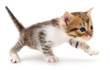 Obraz premium Kitten on white background.