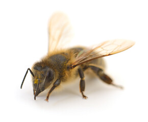 Bee on white.
