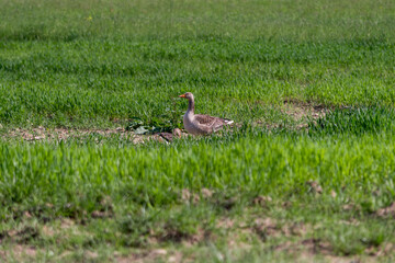 Wild geese in a newly sown field. Large Goose with white belly and rump searches for food.