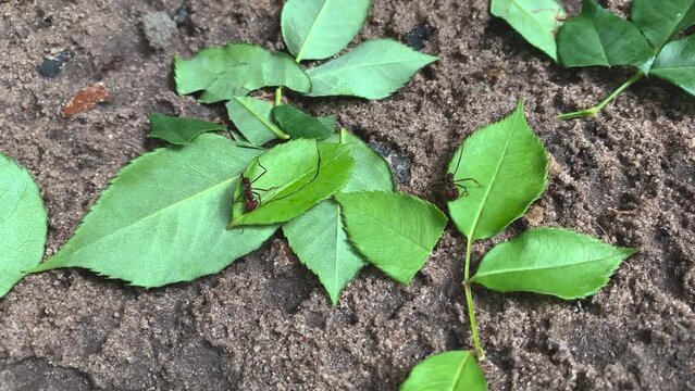 ants cutting leaves to take to the anthill