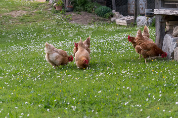 Laying hens (Gallus gallus domesticus) free range in the green meadow while grazing.