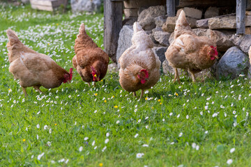 Laying hens (Gallus gallus domesticus) free range in the green meadow while grazing.