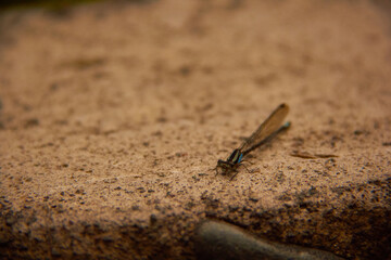 blue dragonfly on brown rock