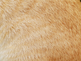 Close-up of cat fur for texture or background