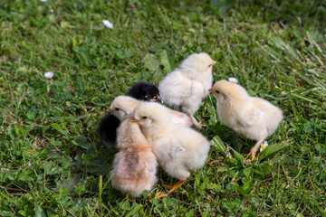 Group of little chicks on green grass outdoors. Cute newborn animals. Natural environment.