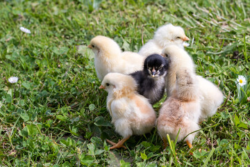 Group of little chicks on green grass outdoors. Cute newborn animals. Natural environment.