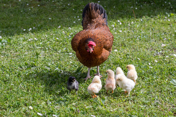 Group of little newborn chicks on green grass outdoors with mother hen. Natural environment.