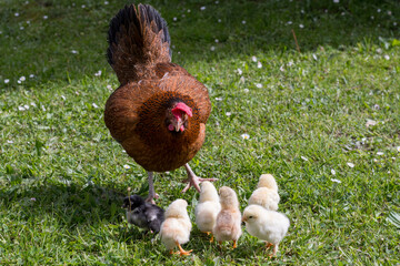 Group of little newborn chicks on green grass outdoors with mother hen. Natural environment.