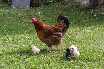 Group of little newborn chicks on green grass outdoors with mother hen. Natural environment.
