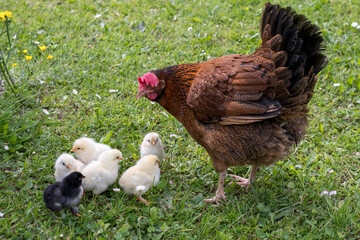 Group of little newborn chicks on green grass outdoors with mother hen. Natural environment.