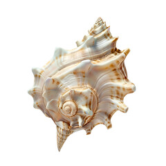 Obraz premium sea shell isolated on white background