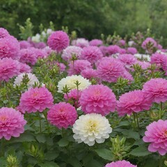 Fototapeta premium pink and white chrysanthemum