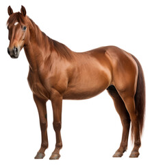 Obraz premium PNG Stallion mammal animal horse.