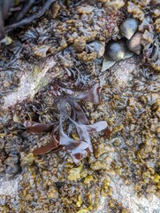 Closeup of a rockpool showing seaweed and marine molluscs