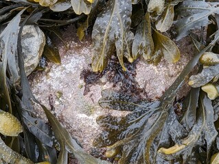 Various seaweeds on a coastal rock on a British shore
