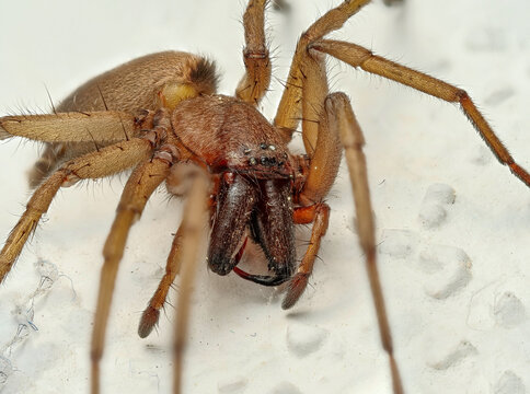Gew&ouml;hnliche Steinplattenspinne (Drassodes lapidosus) weiblich