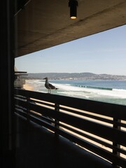 Seagull perched on a balcony above the ocean