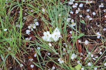 Fallen flower