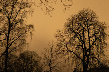 Obraz premium The shade of trees
