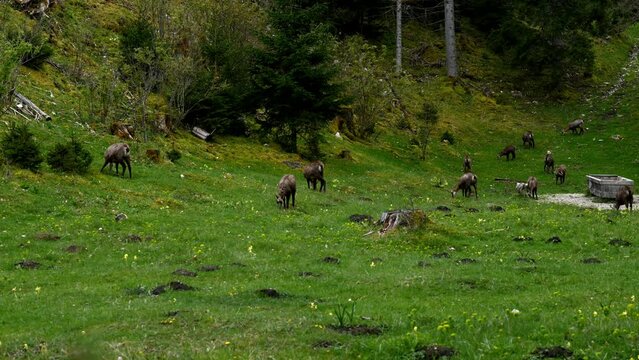 Group of chamois walking, running and grazing. Rupicapra rupicapra in forest. Time lapse. Le lieu, Vaud, Switzerland.