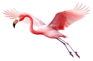 PNG Flamingo animal bird beak.