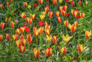 Field of two-color tulips, red-yellow, in a park in Holland