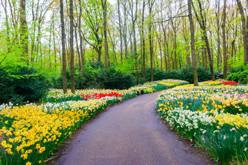 Obraz premium Scenic view of Keukenhof tulip garden in Lisse, Netherlands. Keukenhof is the most beautiful spring garden in the world. Beautiful ornamental garden landscape at Lisse, Netherlands