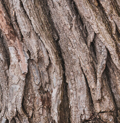 A close-up of cracked brown tree bark, revealing deep grooves that accentuate the rugged texture and earthy tones of the tree's surface.