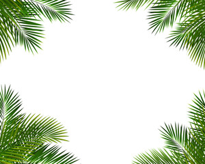 Frame With Palm Leaf Isolated White Background