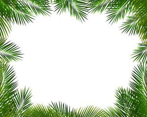 Palm Tree Branch Frame And Isolated White Background
